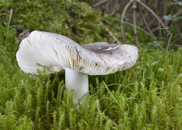 plávka modrastá Russula cyanoxantha (Schaeff.) Fr.