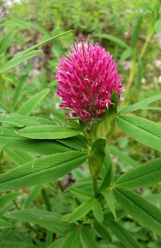 ďatelina červenastá Trifolium rubens L.