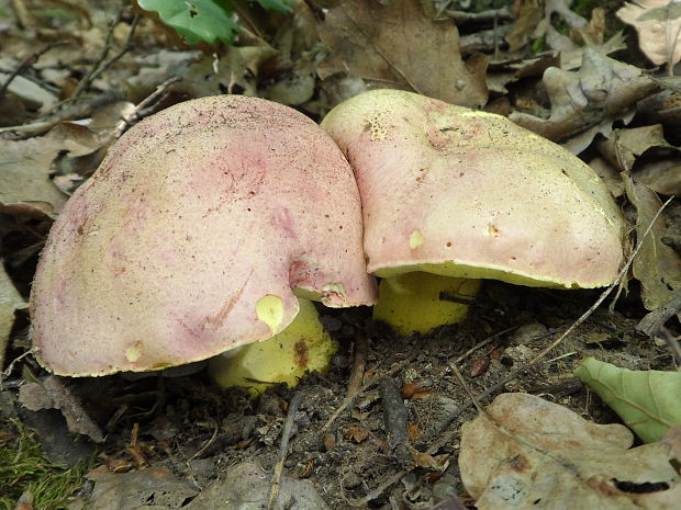 hríb kráľovský Butyriboletus regius (Krombh.) D. Arora & J.L. Frank