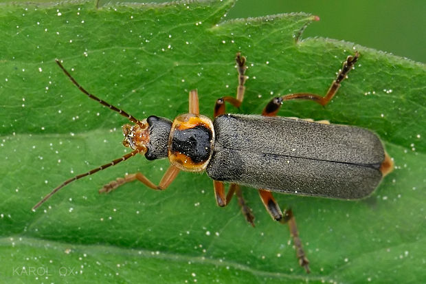 snehuľčík Cantharis nigricans