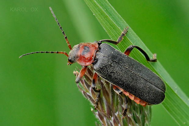 snehuľčík obyčajný Cantharis rustica