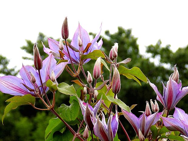 plamienok Clematis sp L.