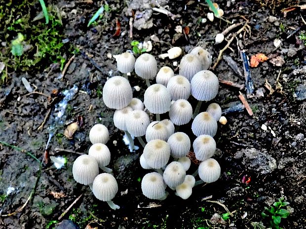 hnojník rozsiaty Coprinellus disseminatus (Pers.) J.E. Lange