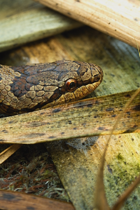 užovka hladka Coronella austriaca