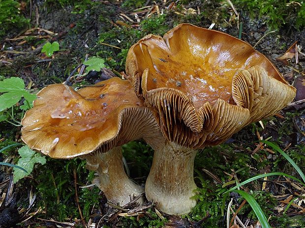 pavučinovec premenlivý vláknitohlúbikový Cortinarius glaucopus var. fibrosipes (Britzelm.) Reumaux