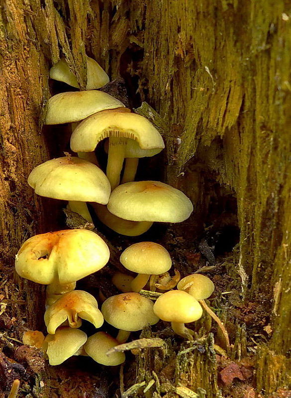 strapcovka zväzkovitá Hypholoma fasciculare (Huds.) P. Kumm.