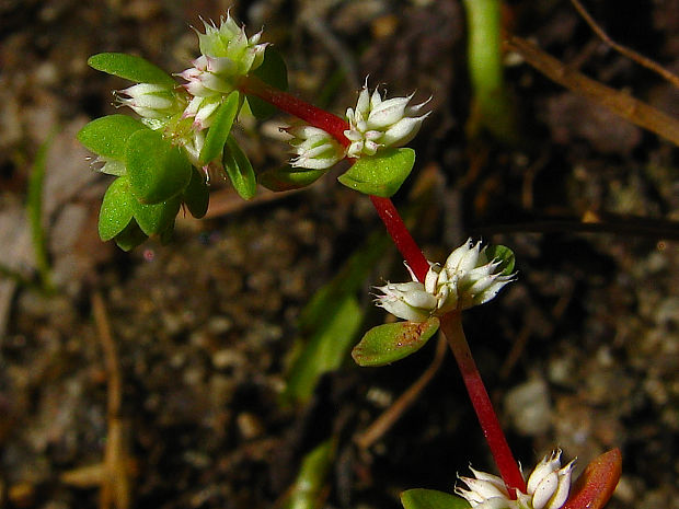 nechtovec praslenatý Illecebrum verticillatum L.