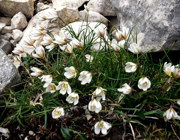 ľaľujka neskorá Lloydia serotina (L.) Rchb.