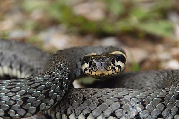 užovka obojková Natrix natrix