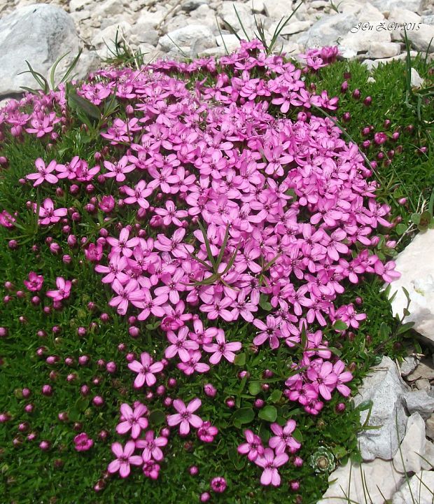 silenka bezbyľová Silene acaulis (L.) Jacq.