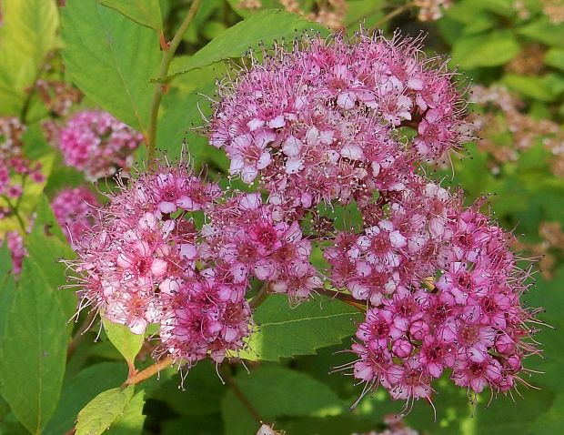 tavoľník Spiraea sp.