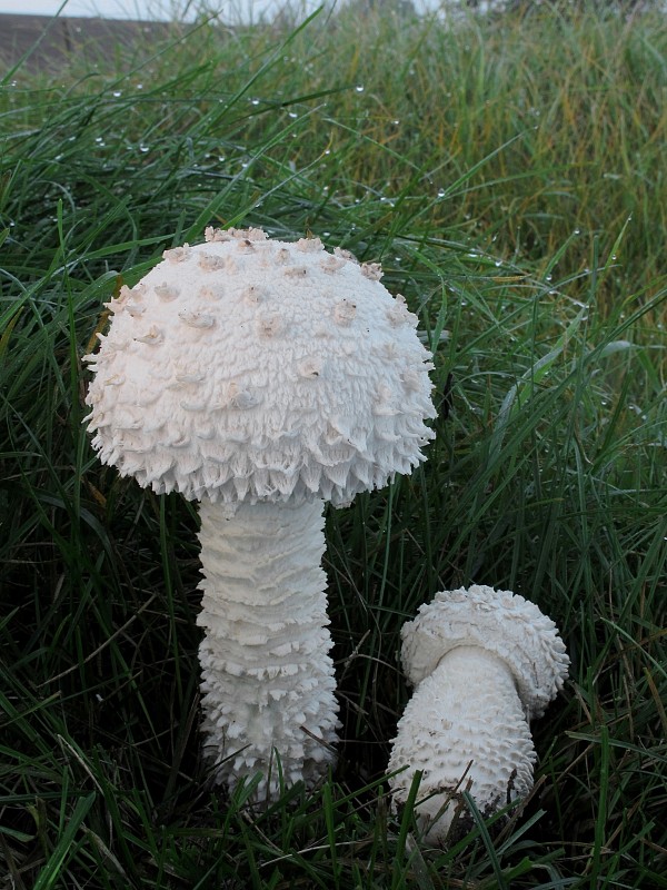 muchotrávka Vittadiniho Amanita vittadinii (Moretti) Vittad.