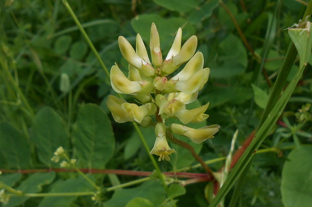 kozinec cícerovitý Astragalus cicer L.