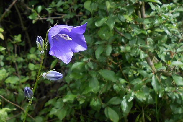 zvonček broskyňolistý Campanula persicifolia L.