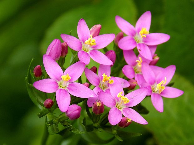 zemežlč menšia Centaurium erythraea Rafn