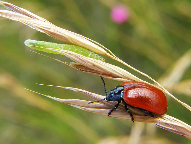 liskavka topolová Chrysomela populi