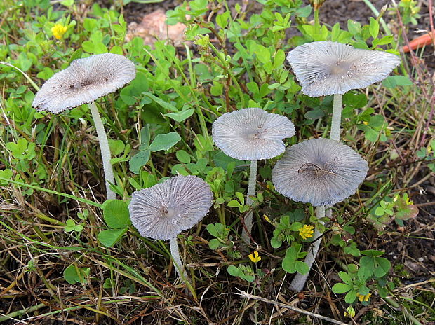 hnojník Coprinellus sp.