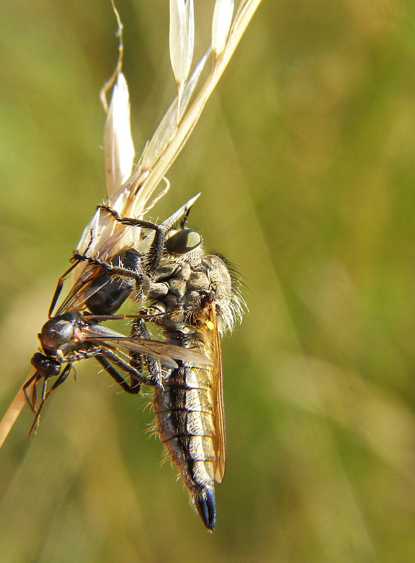 muchárka Dysmachus fuscipennis