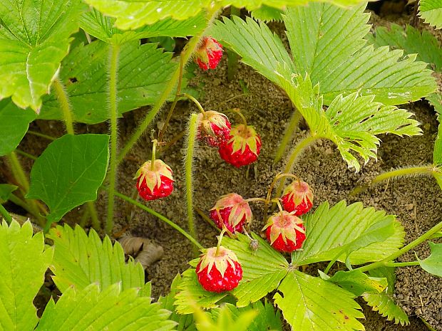 jahoda drúzgavicová Fragaria moschata (Duchesne) Weston