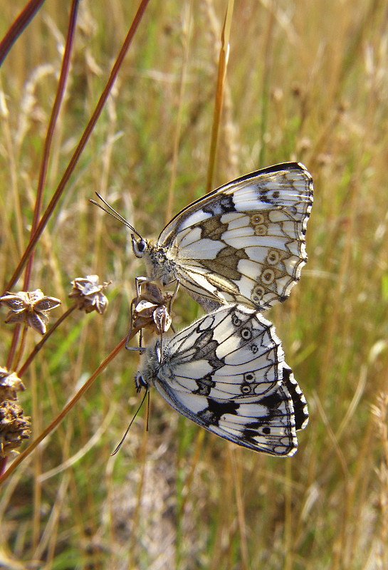 očkáň timotejkový Melanargia galathea