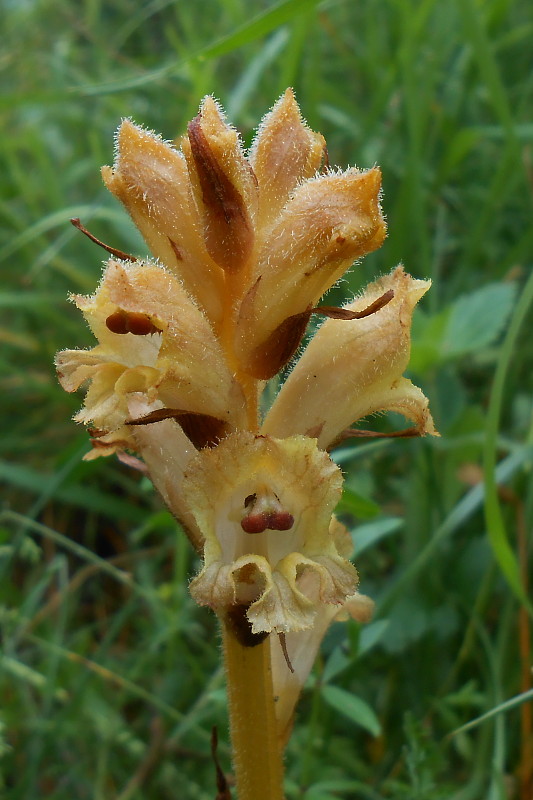 záraza obyčajná Orobanche caryophyllacea Sm.