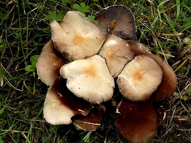 drobuľka Candolleova Psathyrella candolleana (Fr.) Maire