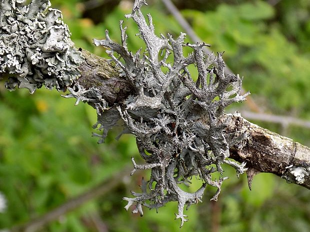 pakonárnik otrubový Pseudevernia furfuracea var. furfuracea (L.) Zopf