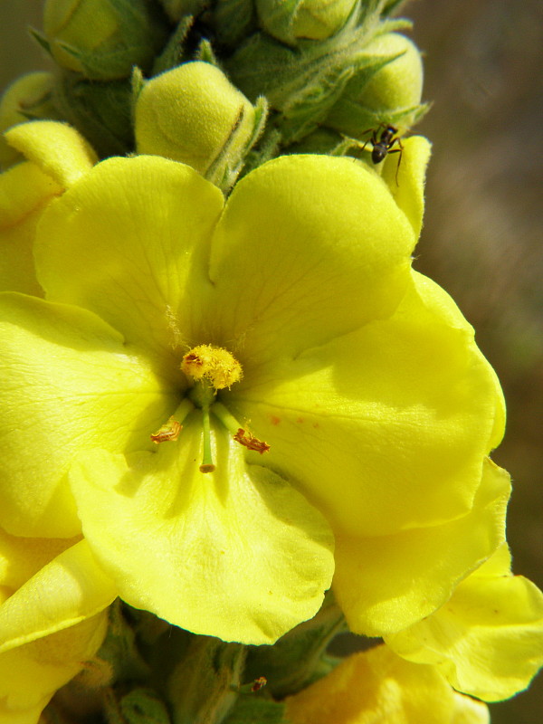 divozel veľkokvetý Verbascum densiflorum Bertol.