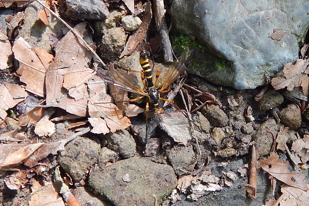 tipuľa Ctenophora flaveolata ♂