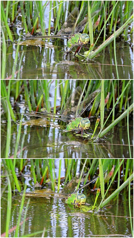 šidlo obrovské   Anax imperator