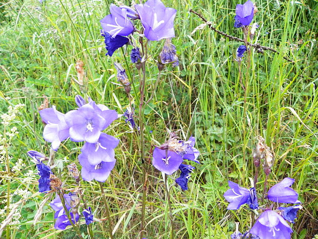 zvonček Campanula sp.