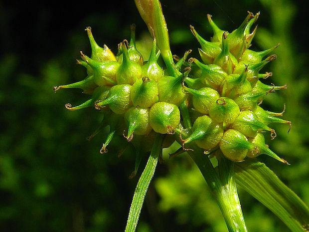 ostrica sklonená Carex tumidicarpa Andersson