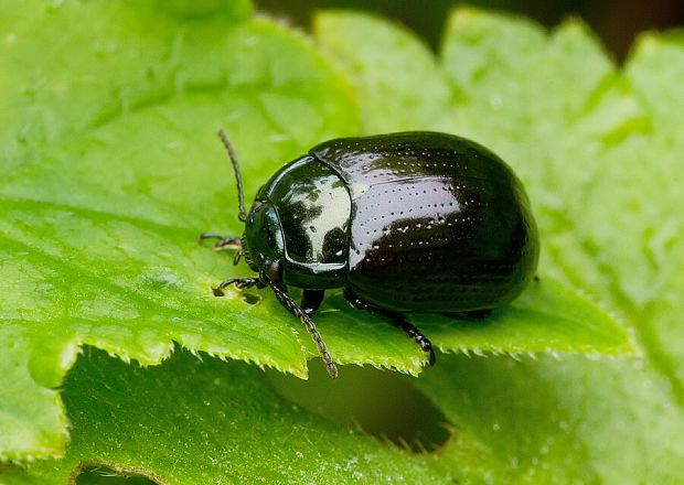 . Chrysolina oricalcia