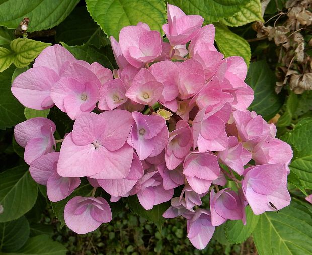 hortenzia Hydrangea sp.