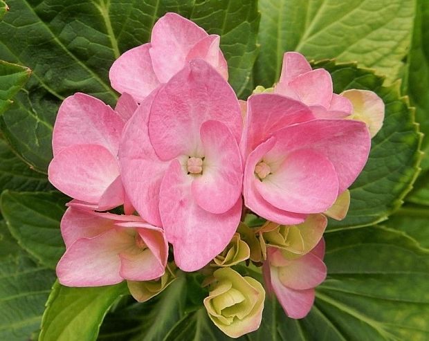 hortenzia Hydrangea sp.