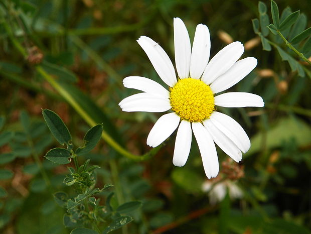 margaréta okrúhlolistá Leucanthemum waldsteinii (Sch. Bip.) Pouzar