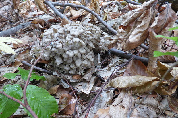 trúdnik klobúčkatý Polyporus umbellatus (Pers.) Fr.