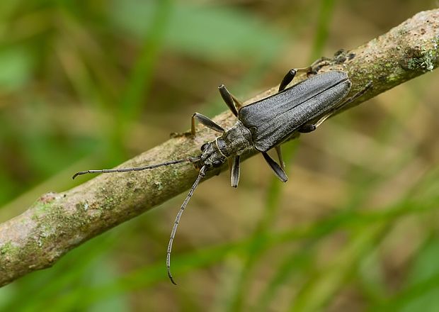 fuzáč Stenocorus meridianus