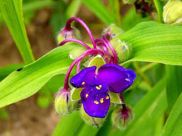 Tradescantia sp.