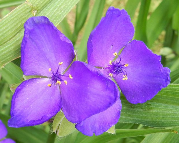 tradeskancia záhradná Tradescantia x andersoniana Ludw. et Rothw.