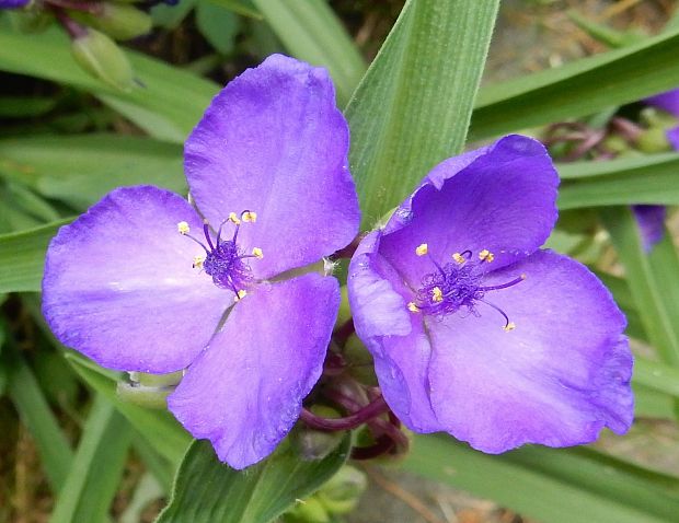 tradeskancia záhradná Tradescantia x andersoniana Ludw. et Rothw.