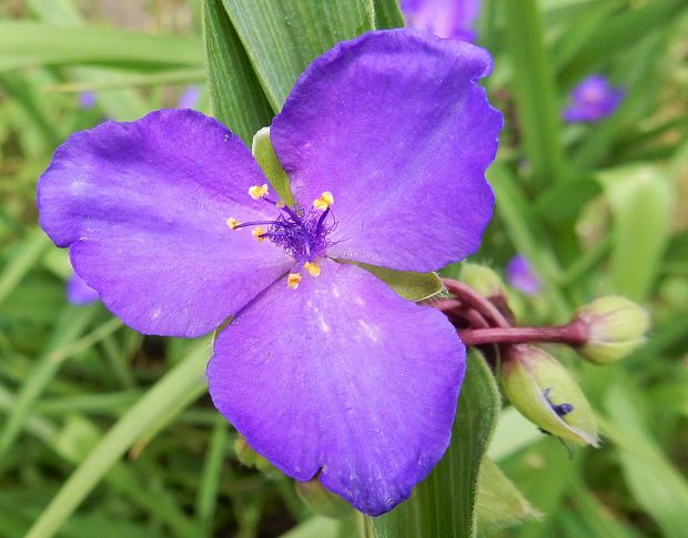 tradeskancia záhradná Tradescantia x andersoniana Ludw. et Rothw.