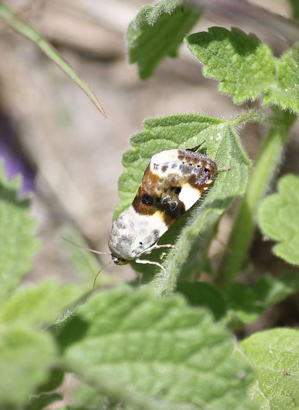 morička slezová Acontia lucida Hufnagel