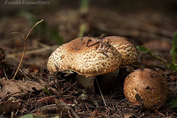 pečiarka Langeho Agaricus langei (F.H. Møller) F.H. Møller