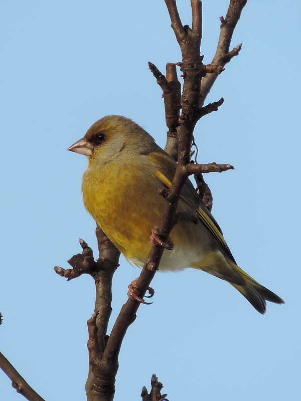 stehlík zelený (zelienka obyčajná) / zvonek zelený Carduelis chloris Linnaeus, 1758