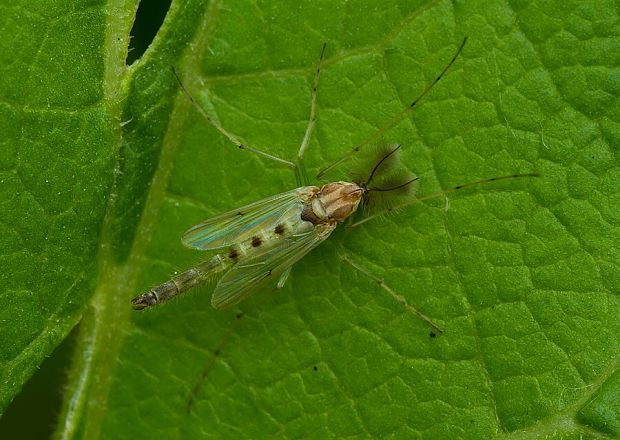 . Chironomidae sp.