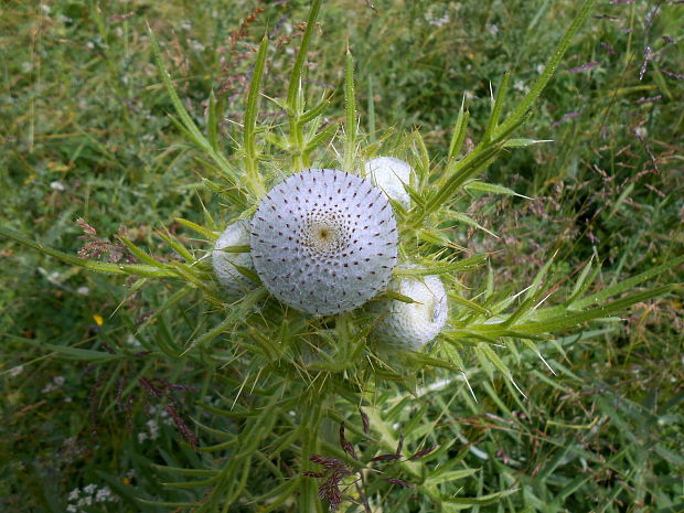 pichliač bielohlavý Cirsium eriophorum (L.) Scop.