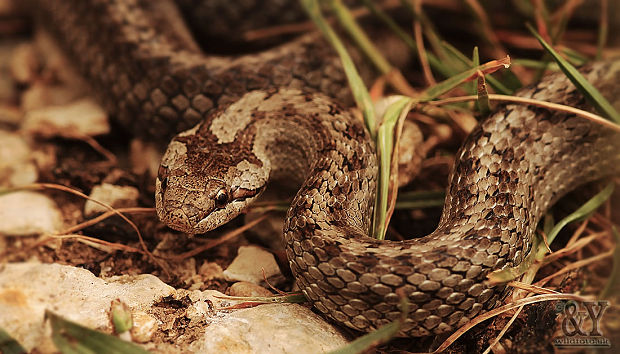 užovka hladká Coronella austriaca