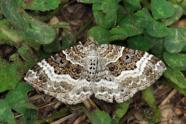 piadivka obyčajná  Epirrhoe alternata