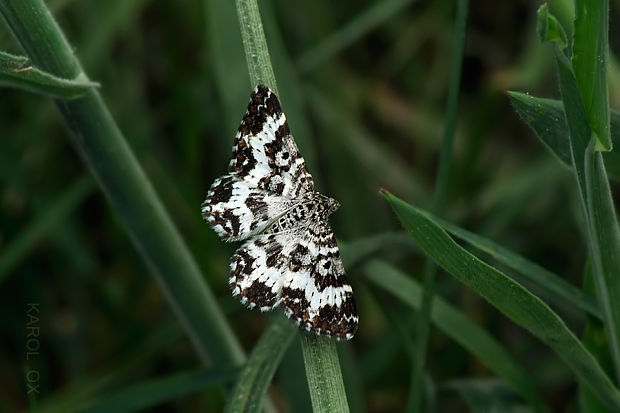 piadivka smútočná Epirrhoe tristata